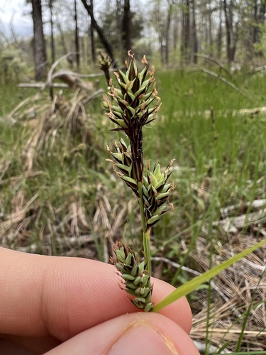 Carex buxbaumii — photo