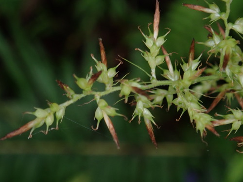 Carex cruciata (Sodomplapa) — photo