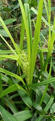 Carex cruciata (Sodomplapa) — photo