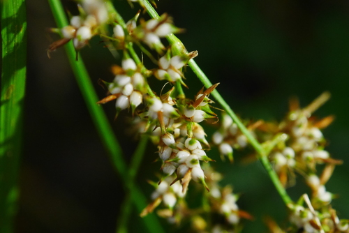 Carex cruciata