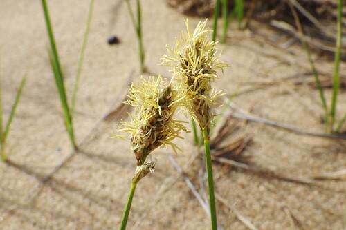 Carex disticha — photo