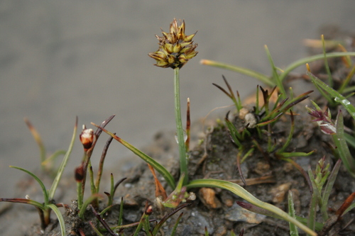 Carex disticha — photo