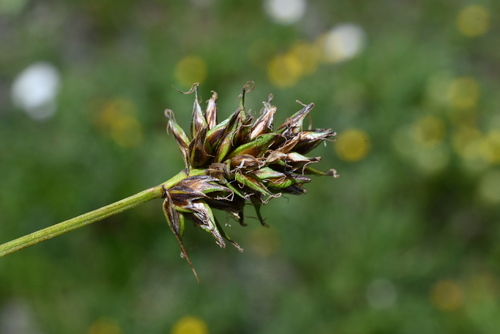 Carex disticha