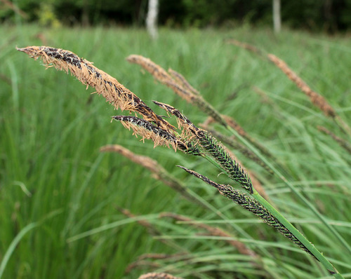 Carex elata (Tufted sedge) — photo