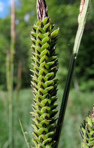 Carex elata (Tufted sedge) — photo