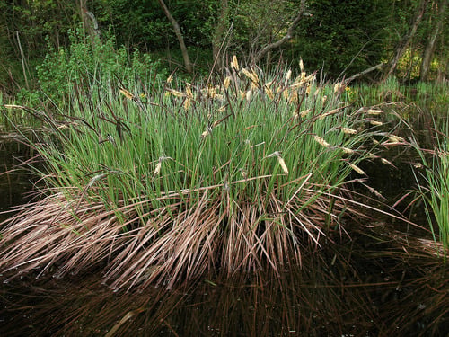 Carex elata