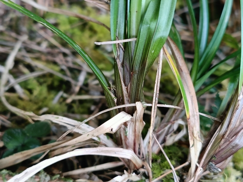 Carex filicina — photo