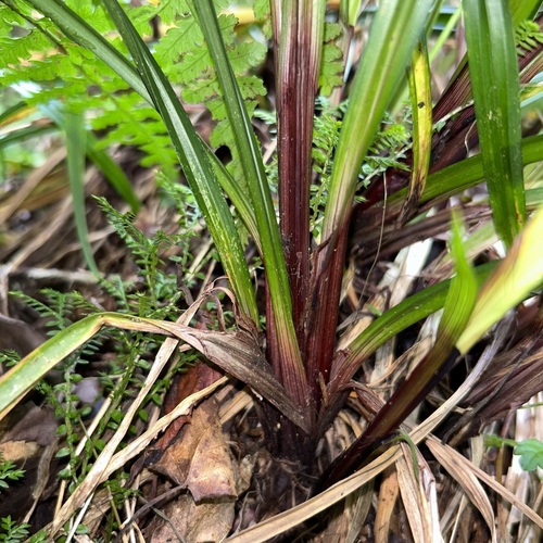 Carex filicina — photo