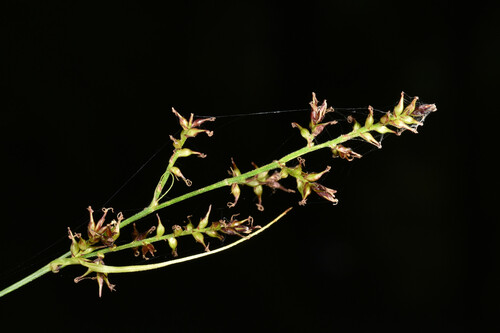 Carex filicina