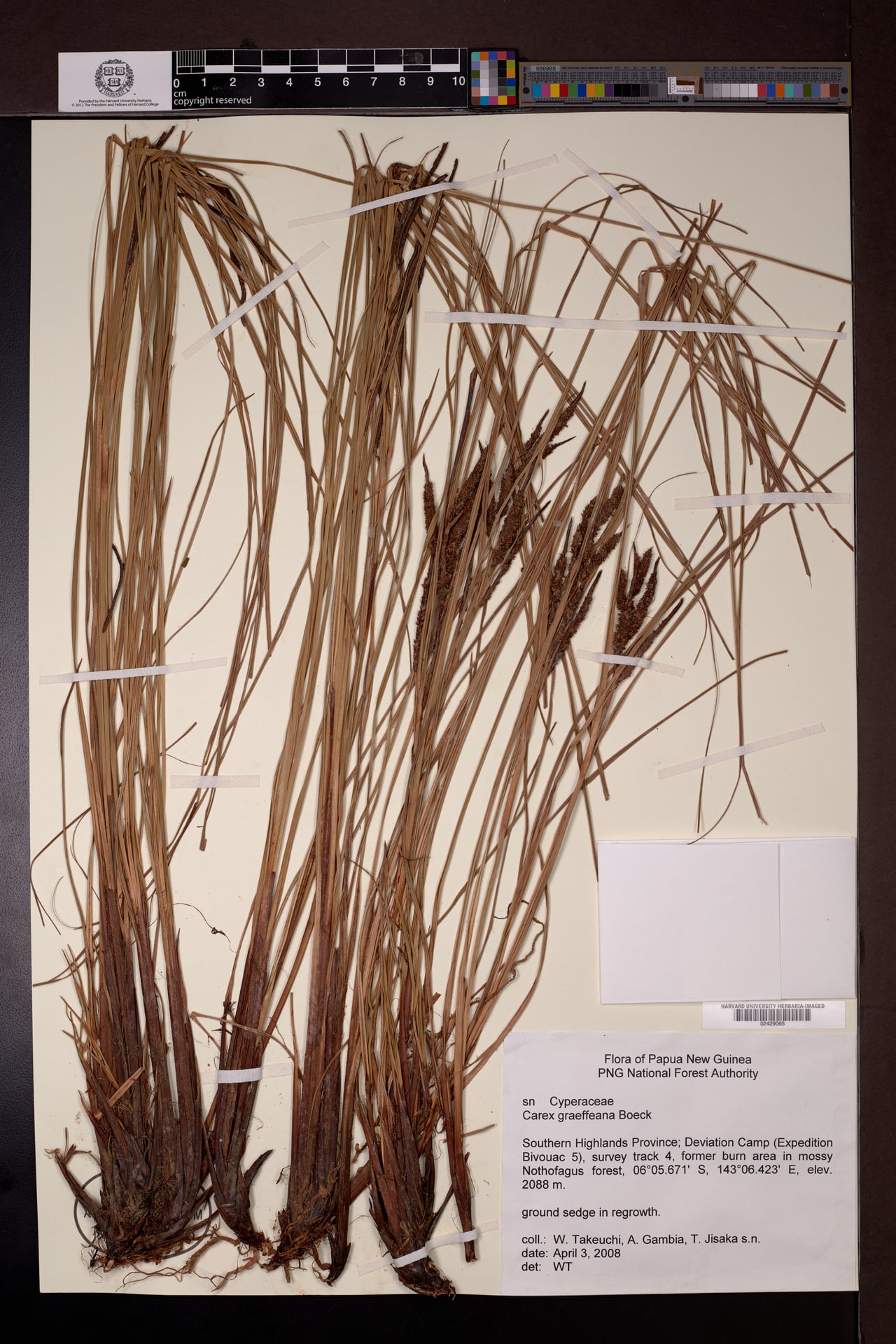 Carex graeffeana — photo