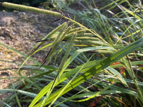 Carex graeffeana