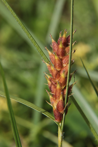 Carex hirta — photo