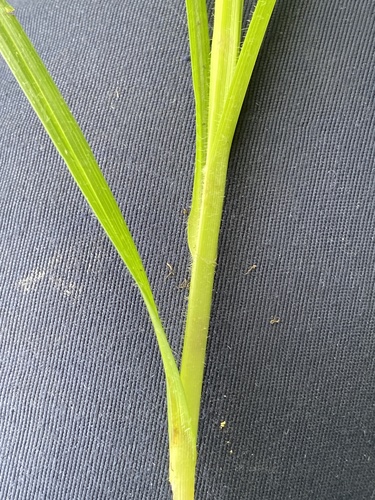 Carex hirta — photo