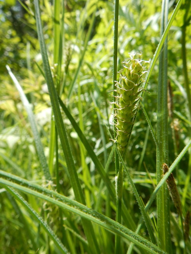 Carex hirta