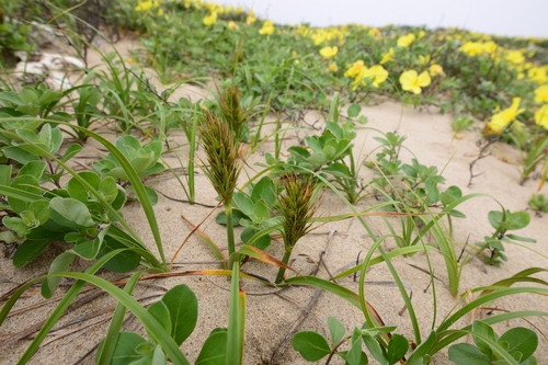Carex kobomugi (Kobomugi sedge) — photo