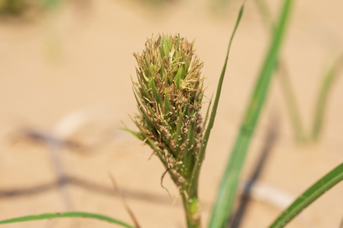 Carex kobomugi (Kobomugi sedge) — photo