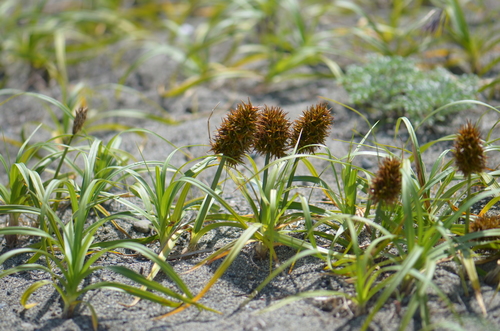Carex macrocephala — photo