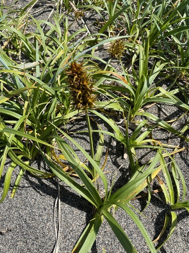 Carex macrocephala — photo