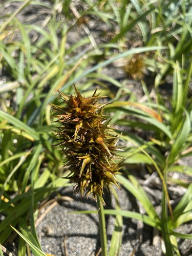 Carex macrocephala