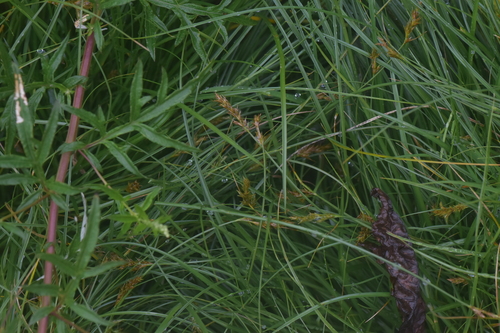 Carex nubigena — photo