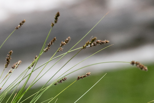 Carex paniculata — photo