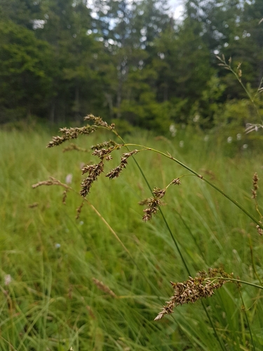 Carex paniculata