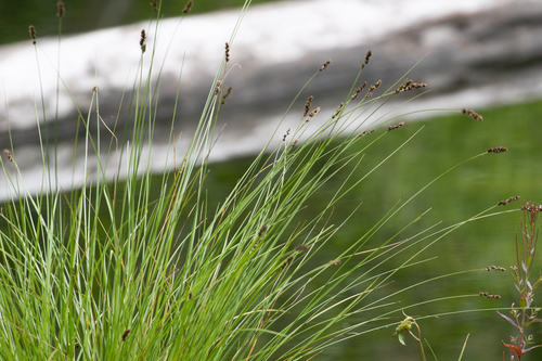 Carex paniculata — photo
