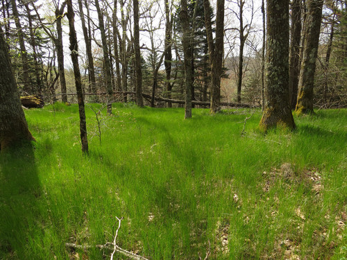 Carex pensylvanica — photo