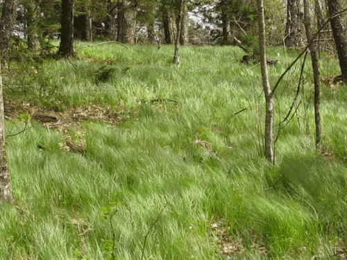 Carex pensylvanica — photo