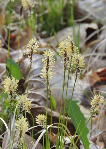 Carex pensylvanica