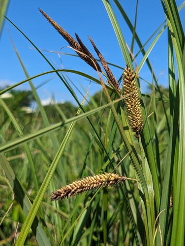 Carex riparia (Great Pond Sedge) — photo