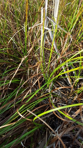 Carex rostrata (Bearded sedge) — photo