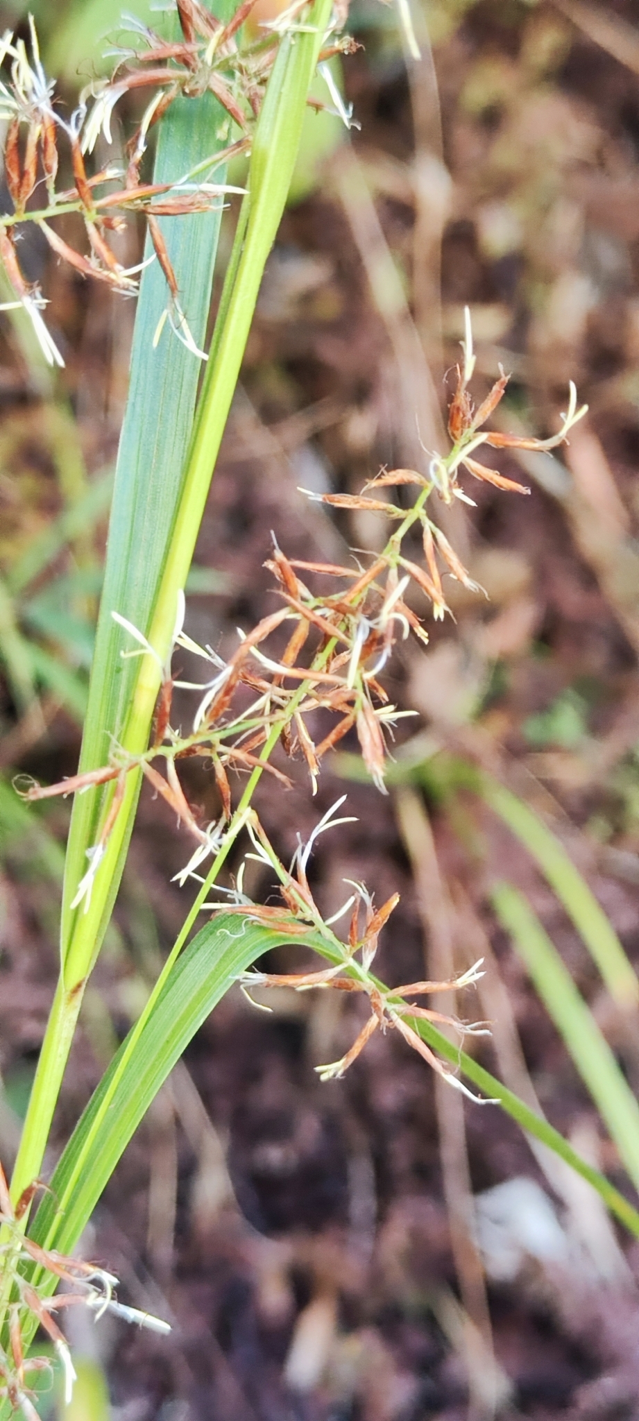 Carex sp.