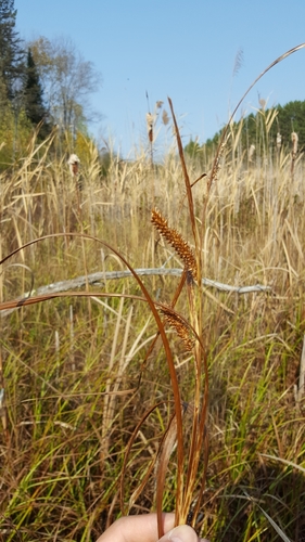 Carex utriculata (Northwest Territory sedge) — photo