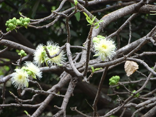 Careya arborea (Patana Oak) — photo