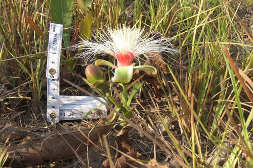 Careya herbacea