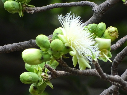 Careya sphaerica