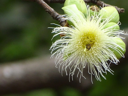 Careya sphaerica (Tummy-wood) — photo