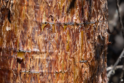 Carica chilensis (Palo gordo) — photo