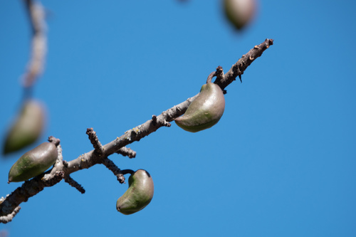 Carica chilensis (Palo gordo) — photo