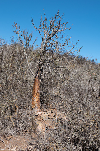 Carica chilensis