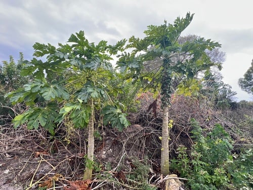 Carica papaya (Pawpaw) — photo