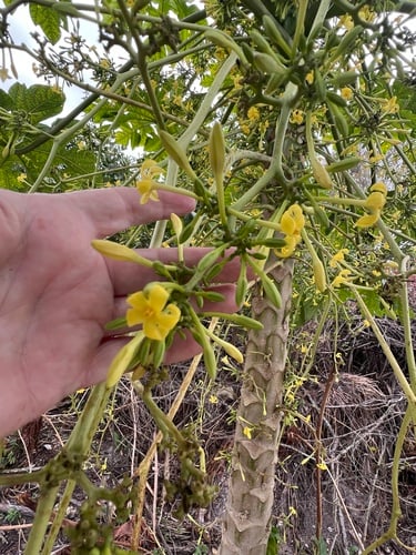 Carica papaya (Pawpaw) — photo