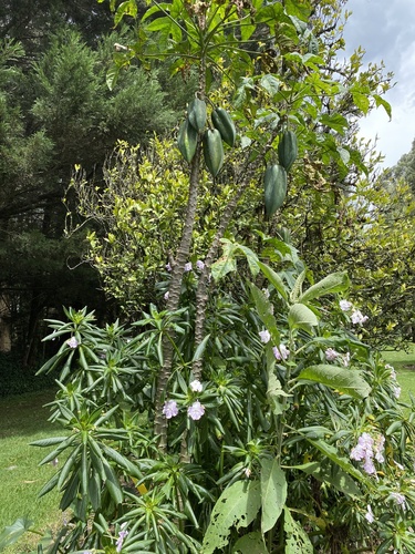 Carica x pentagona