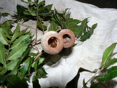Cariniana pyriformis (Columbian mahogany) — photo