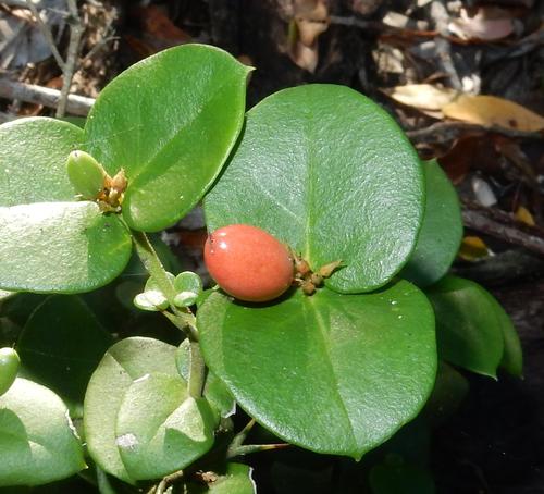 Carissa bispinosa
