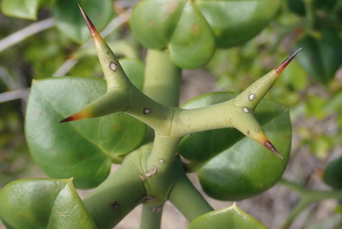 Carissa bispinosa (Fork-spined carissa) — photo