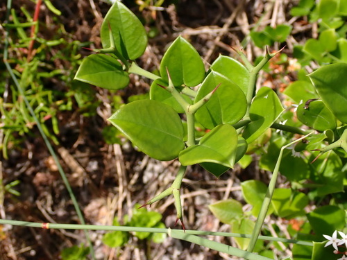 Carissa bispinosa subsp. zambesiensis