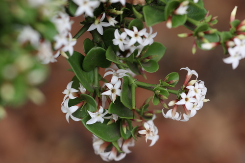 Carissa bispinosa subsp. zambesiensis (Forest num-num) — photo