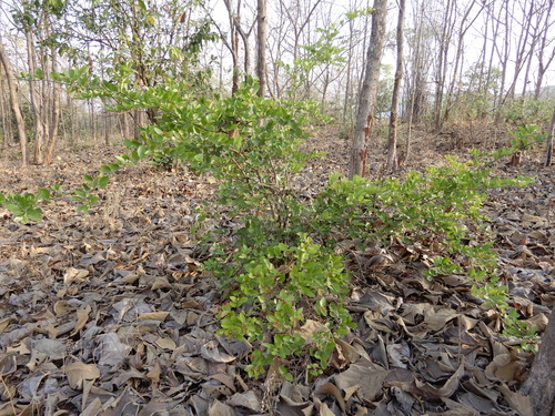 Carissa carandas (Ceylon damson) — photo